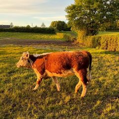 Purebred heifer
