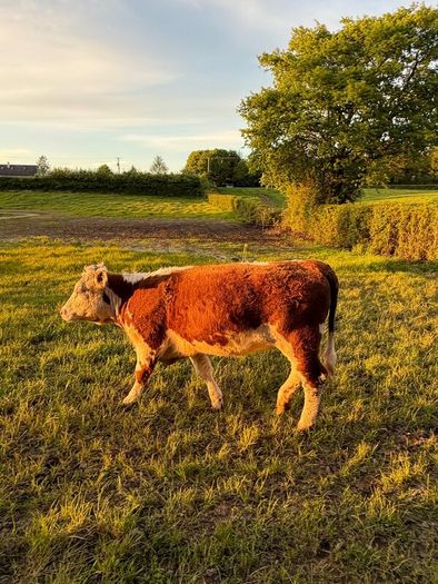 Purebred heifer