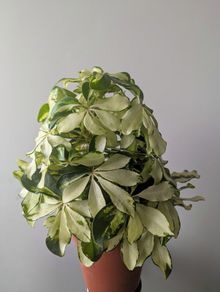 Umbrella Plant