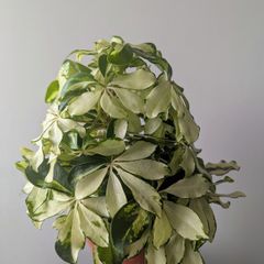 Umbrella Plant