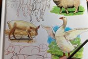 I can draw on the Farm hardcover book