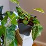 Philodendron Giganteum Variegated Image 2