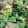 Hypericum, 10 plants in one pot Image 3