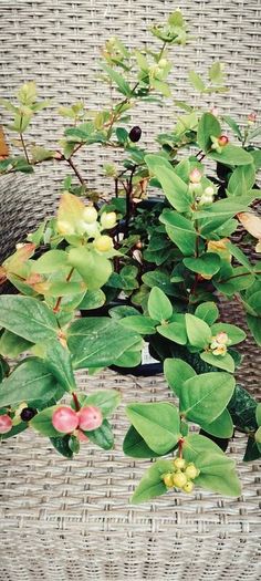 Hypericum, 10 plants in one pot
