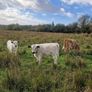 Droimeann Cows and Beet Calves for sale Image 3