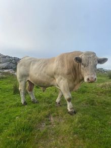 Charolais bull