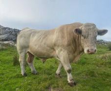 Charolais bull