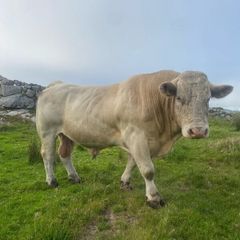 Charolais bull