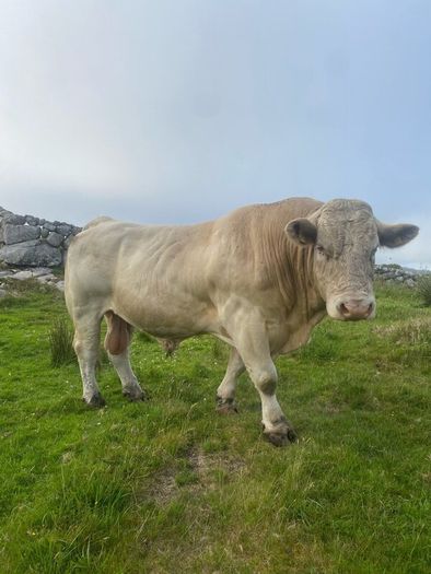 Charolais bull