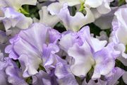 (S) Sweet Pea Lilac Ripple seeds (601448)