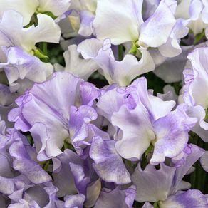 (S) Sweet Pea Lilac Ripple seeds (601448)