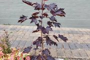 Norway Acer Tree