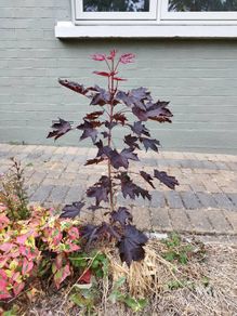 Norway Acer Tree