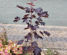 Norway Acer Tree