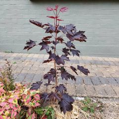 Norway Acer Tree