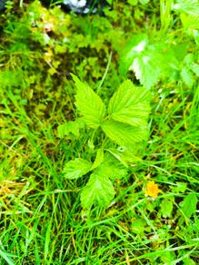 Raspberry plants
