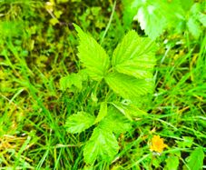 Raspberry plants