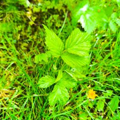Raspberry plants