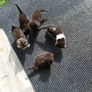 kitten Image 7