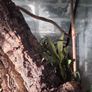 Reptile enclosure Image 2