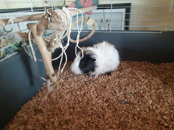 1 year old male guinea pig