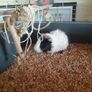 1 year old male guinea pig Image 5