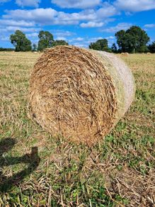Organic oaten straw