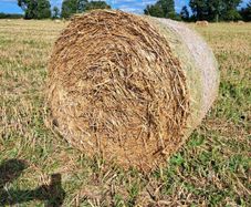 Organic oaten straw