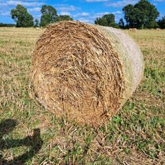 Organic oaten straw
