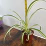 Small spider plant house plant Image 2