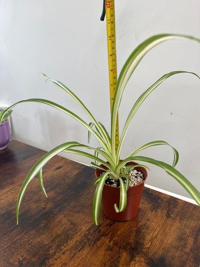 Small spider plant house plant