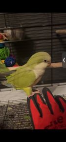 Pet adoption