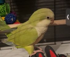 Pet adoption