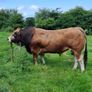 Bull Image 5