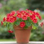 (N) Nasturtium Baby Rose seeds 3g ( 416042) Image 2