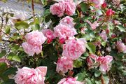 Climbing and Rambling Albertine Rose