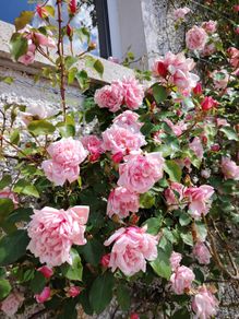 Climbing and Rambling Albertine Rose