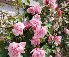 Climbing and Rambling Albertine Rose