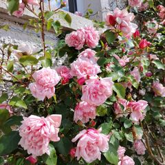 Climbing and Rambling Albertine Rose