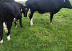 15 FR Incalf Heifers