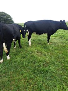 15 FR Incalf Heifers