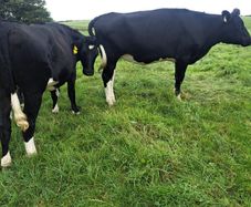 15 FR Incalf Heifers