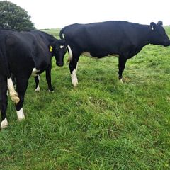 15 FR Incalf Heifers