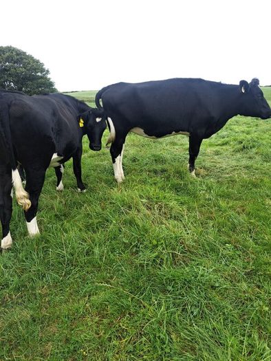 15 FR Incalf Heifers