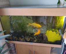 Koi Fish