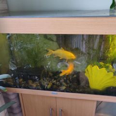 Koi Fish