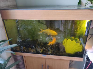 Koi Fish