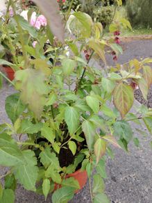 Plant