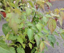 Plant