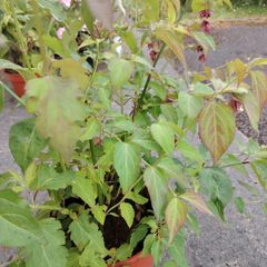 Plant